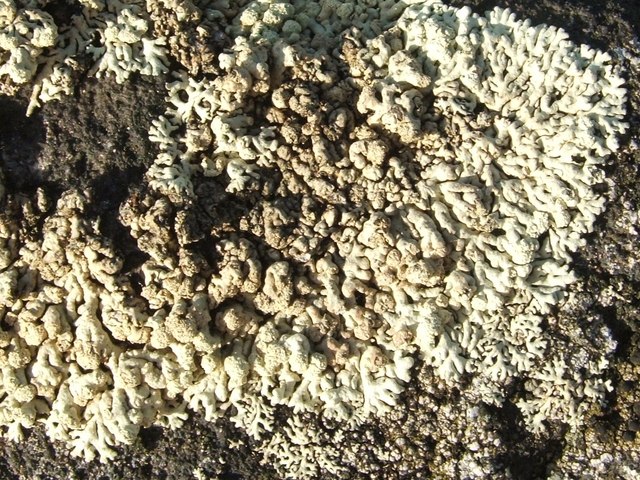 Arctoparmelia Lichen
