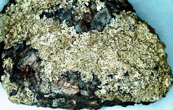 Arctoparmelia Lichen