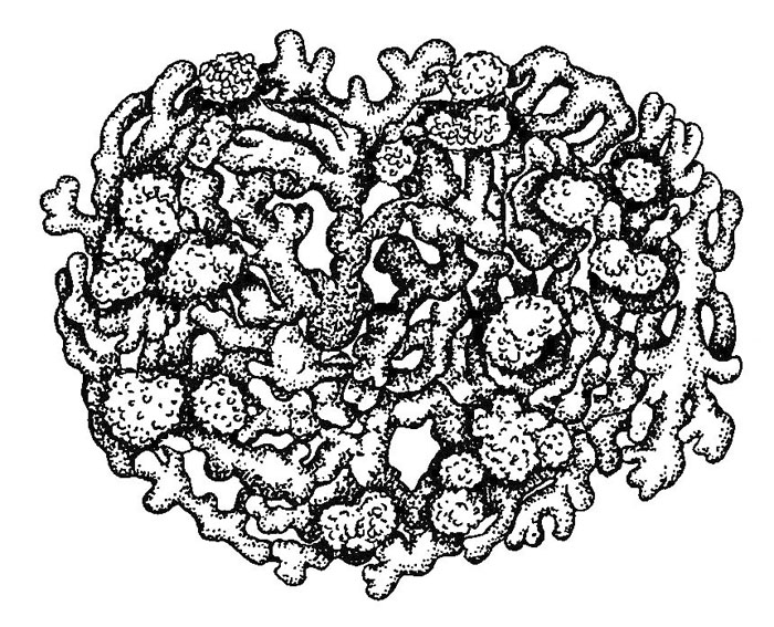 Arctoparmelia Lichen