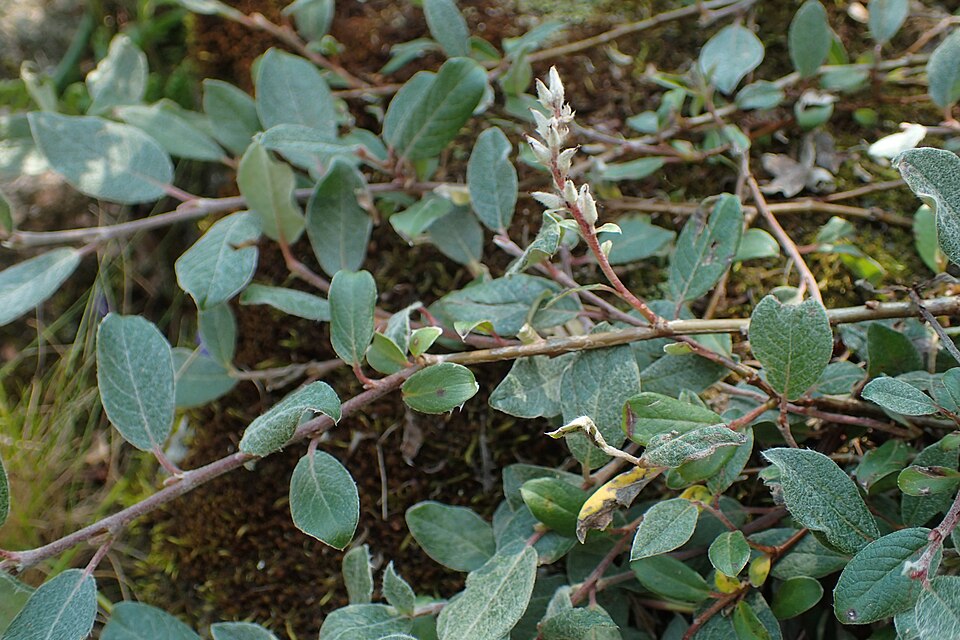 Pendantgrass