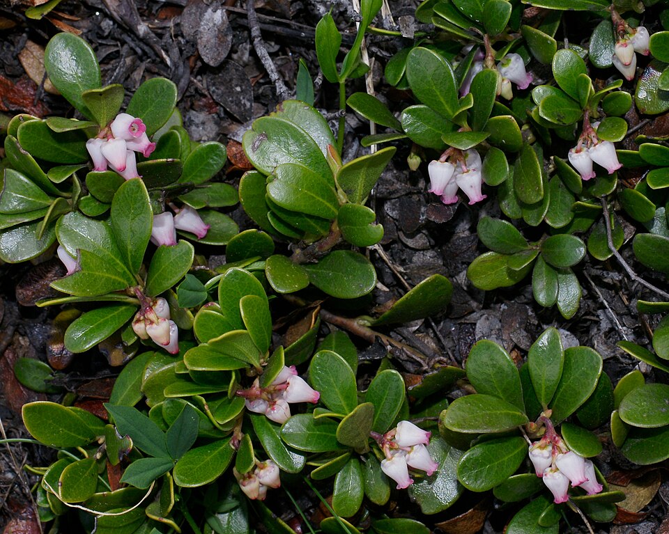 Manzanita