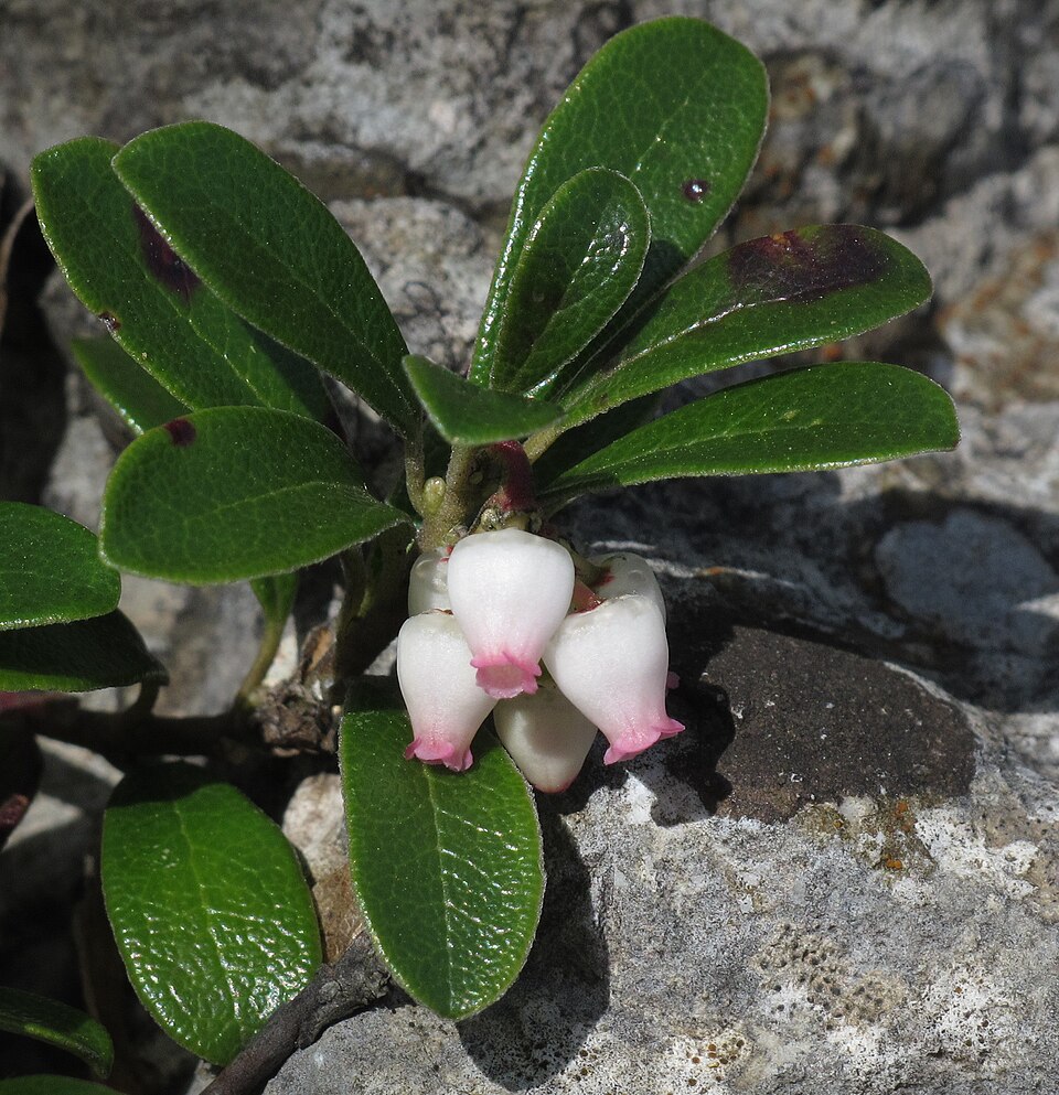 Manzanita