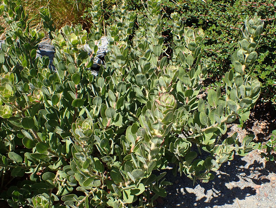 Hairy Manzanita