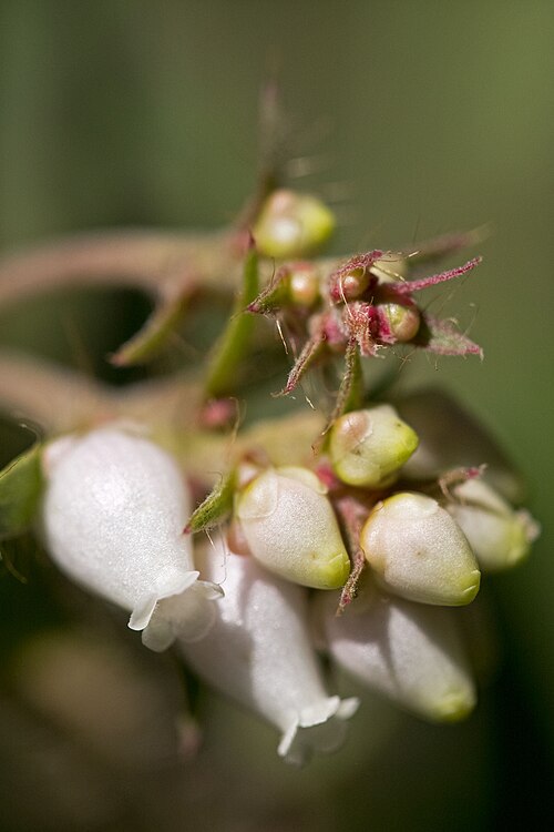 Hairy Manzanita
