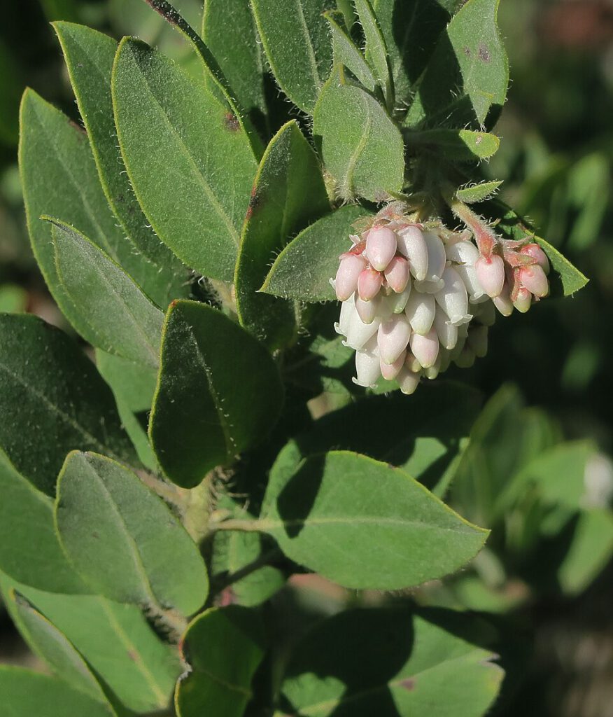 Hairy Manzanita