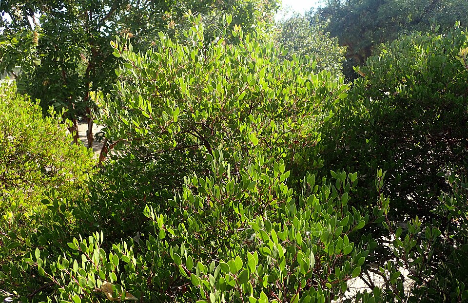 Vine Hill Manzanita