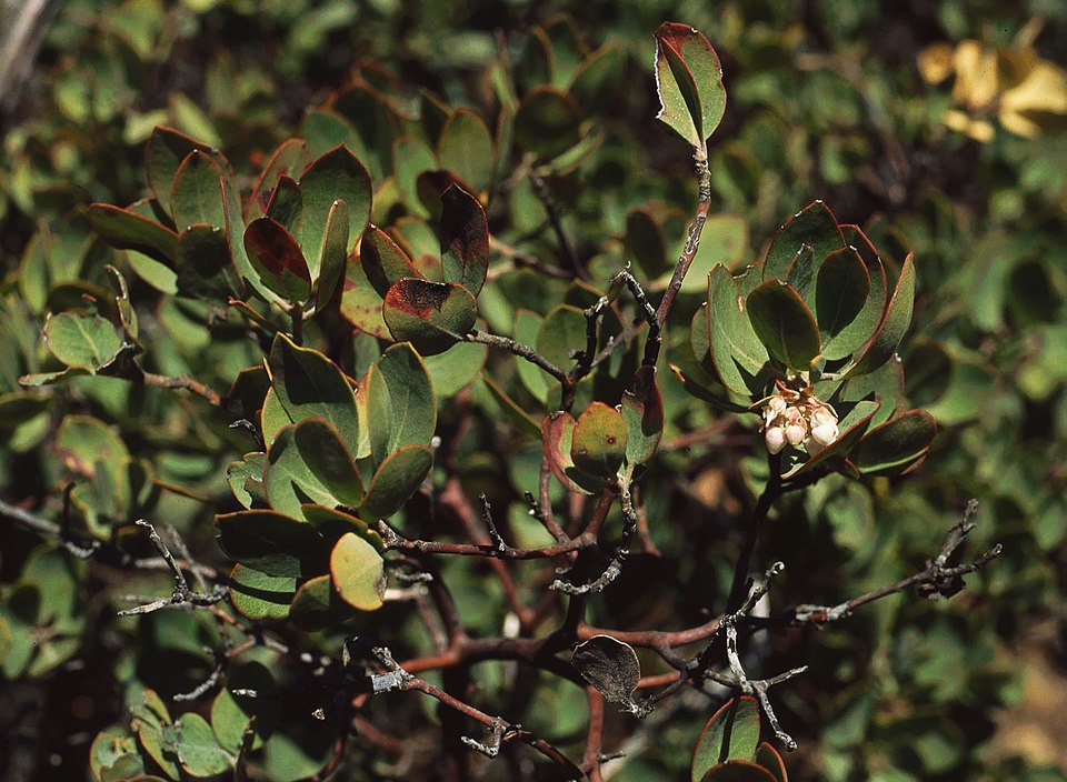 Eastwood's Manzanita