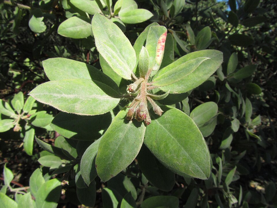 Eastwood's Manzanita