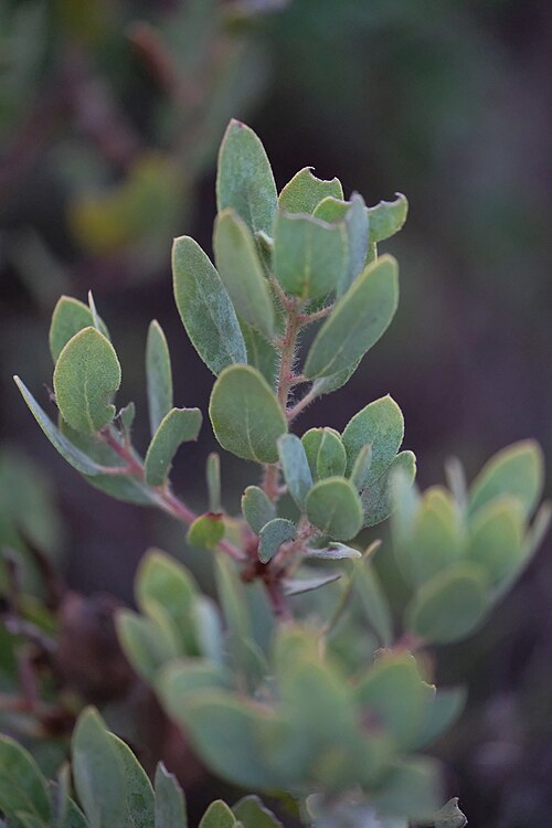 Eastwood's Manzanita