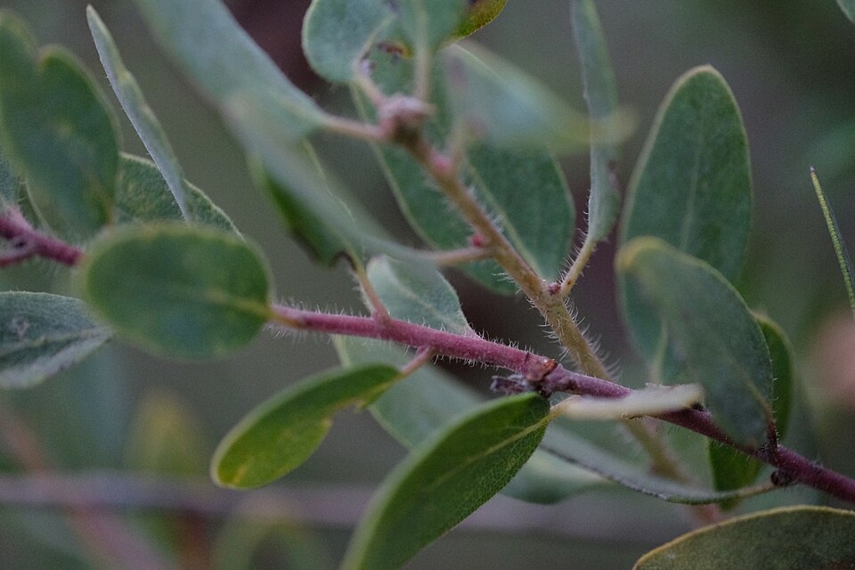 Eastwood's Manzanita