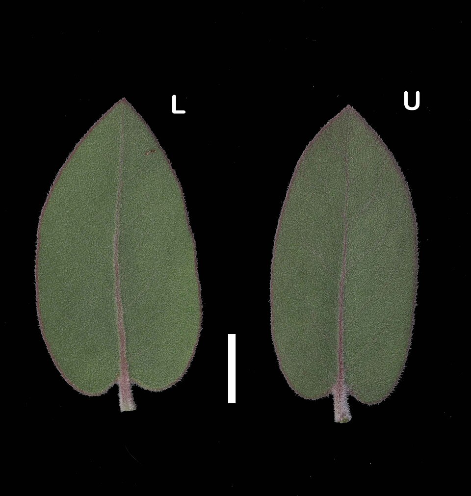 Schreiber's Manzanita