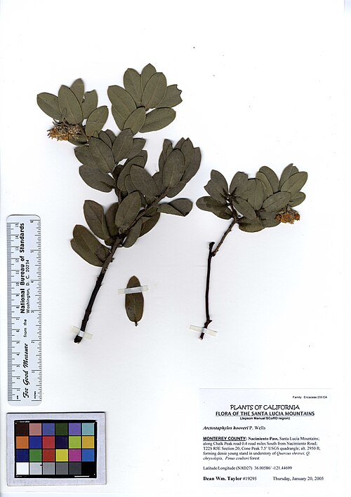 Hoover's Manzanita