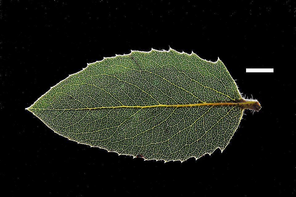 Hoover's Manzanita