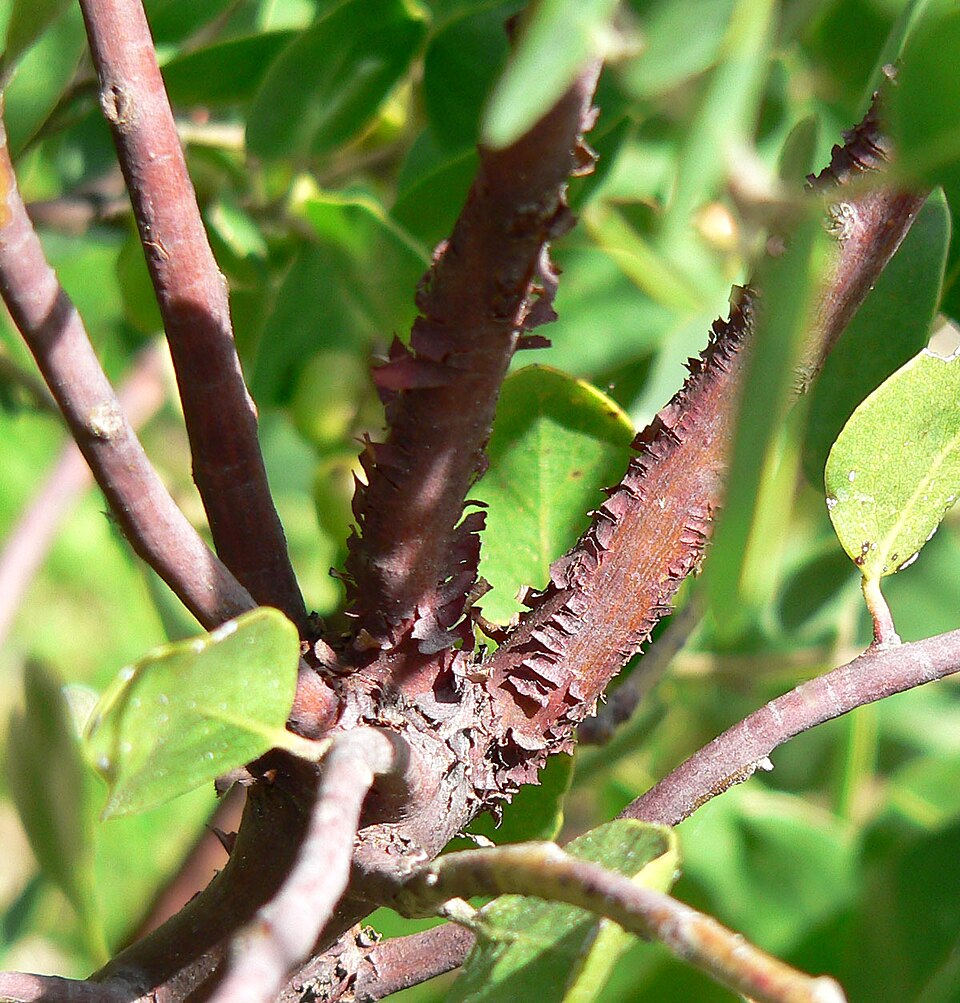 Whiteleaf Manzanita