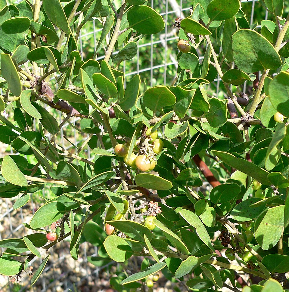 Whiteleaf Manzanita