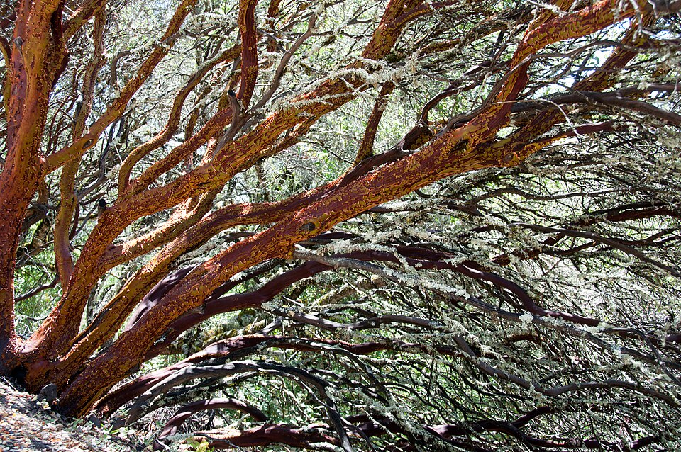 Whiteleaf Manzanita