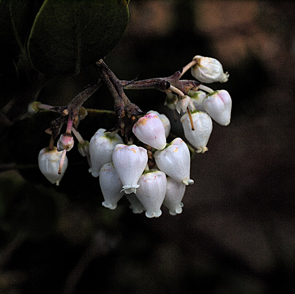 Whiteleaf Manzanita
