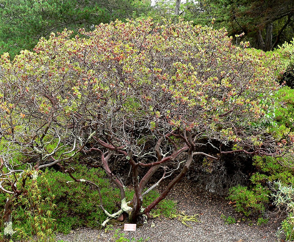 Morro Manzanita