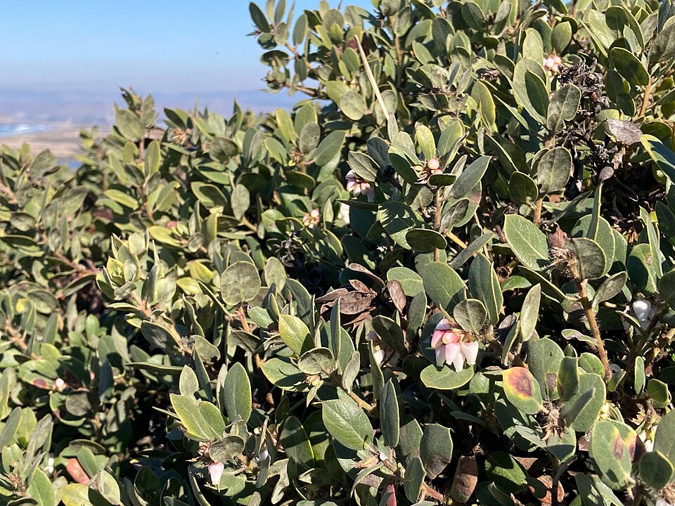 Morro Manzanita