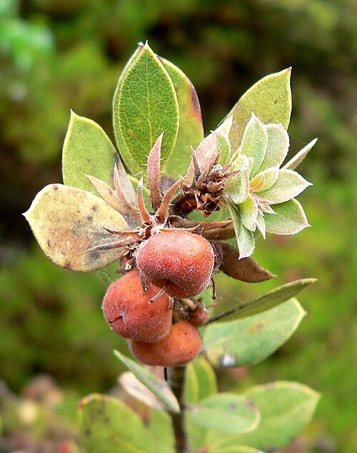 Morro Manzanita