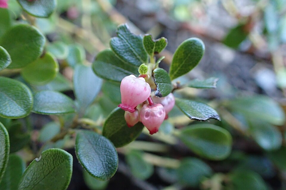 Pinemat Manzanita