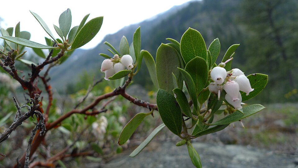 Pinemat Manzanita