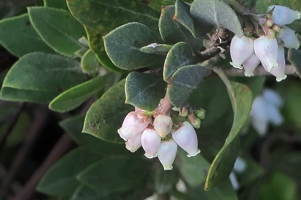 Del Norte Manzanita