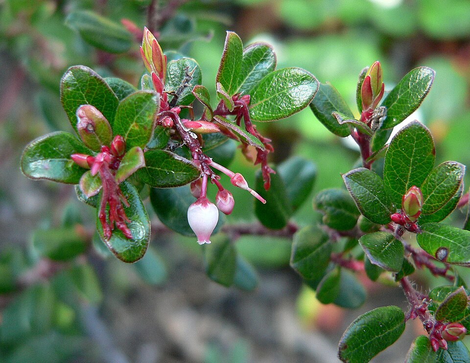 Glossyleaf Manzanita