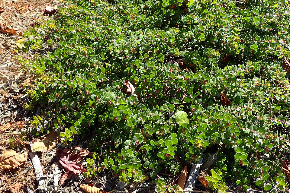 Glossyleaf Manzanita