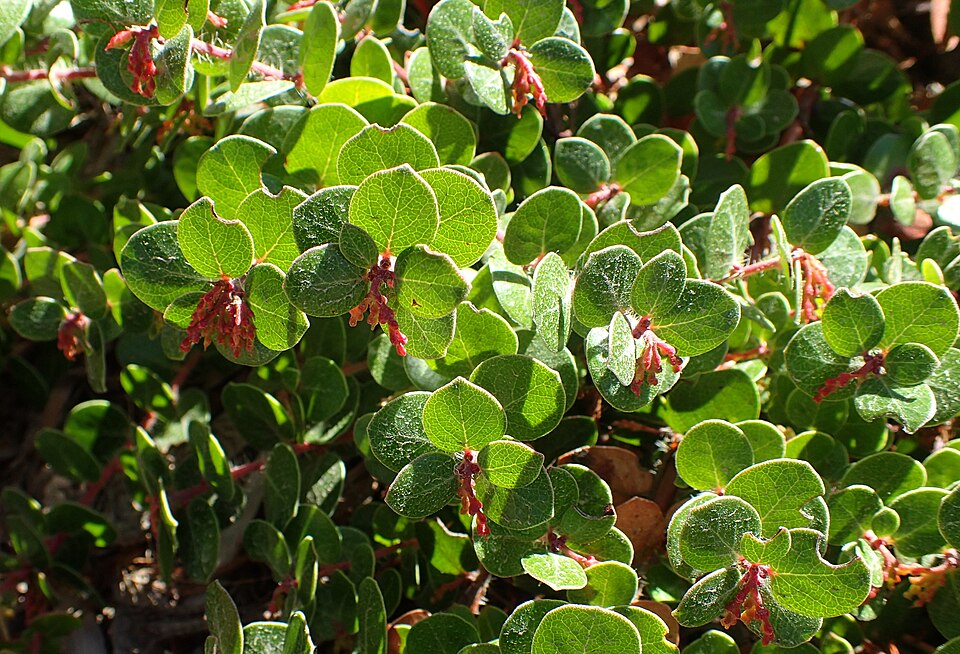 Glossyleaf Manzanita