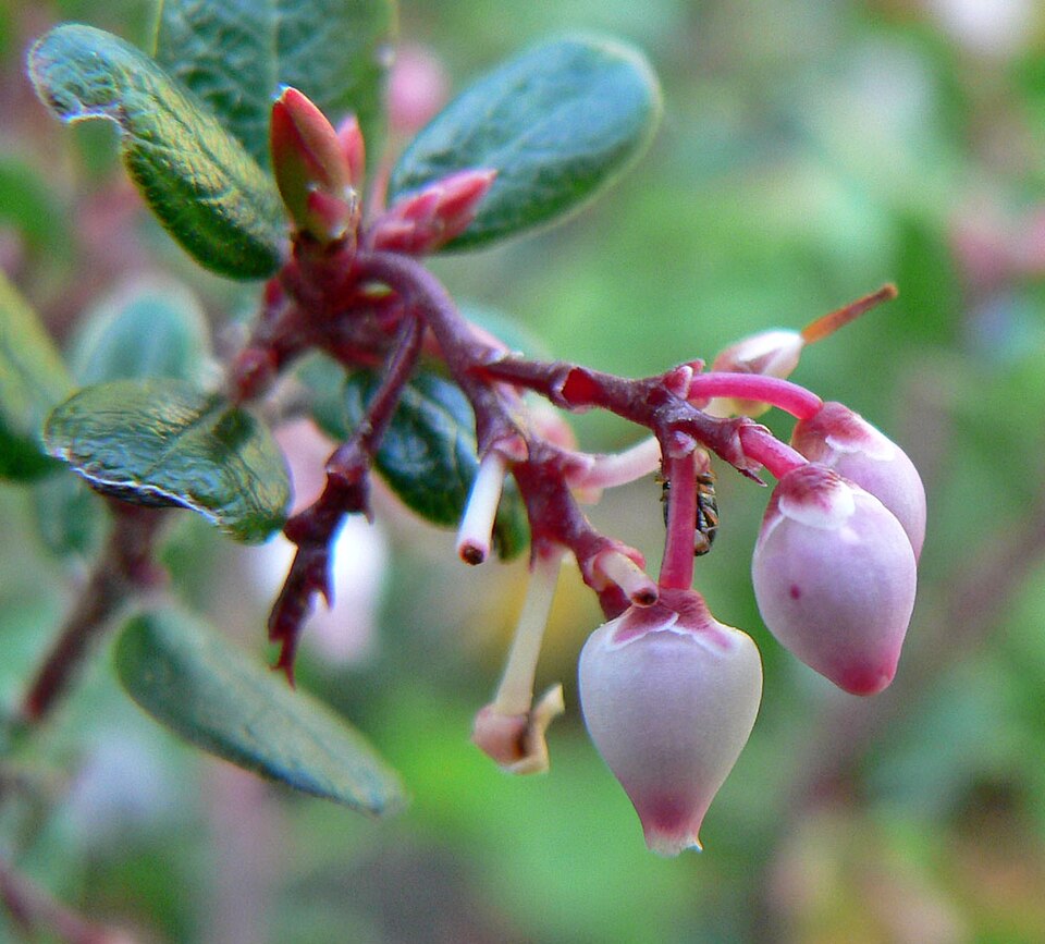 Glossyleaf Manzanita
