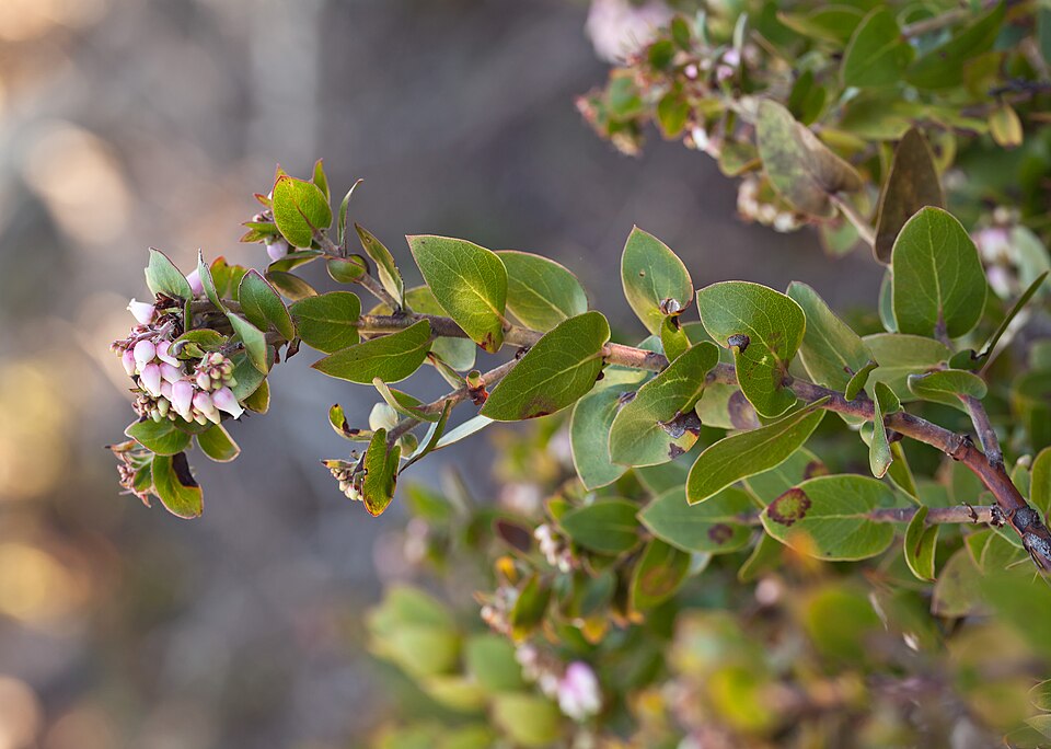 Oso Manzanita