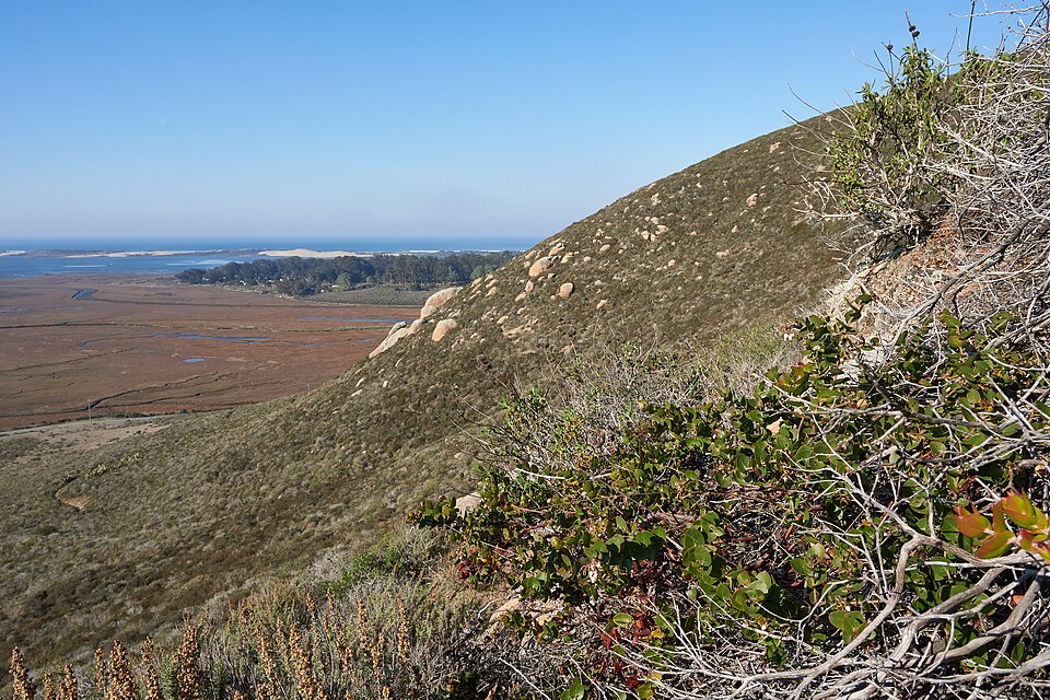 Oso Manzanita