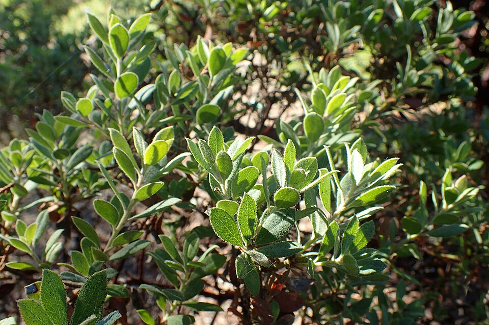 Sandmat Manzanita
