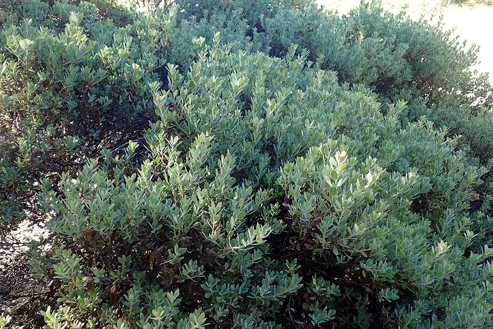 Sandmat Manzanita