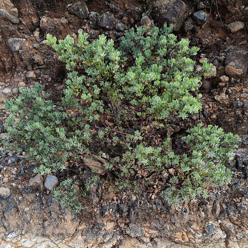 Pointleaf Manzanita