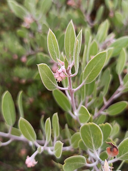 Pointleaf Manzanita