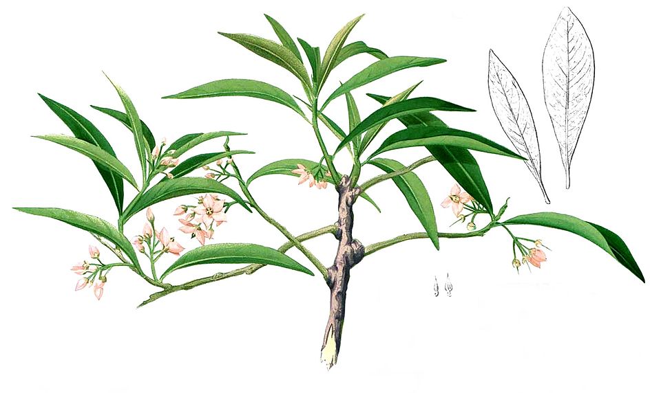 Guadeloupe Marlberry