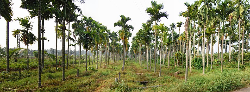 Betel Palm