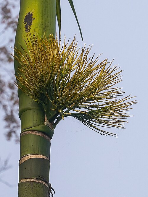 Betel Palm