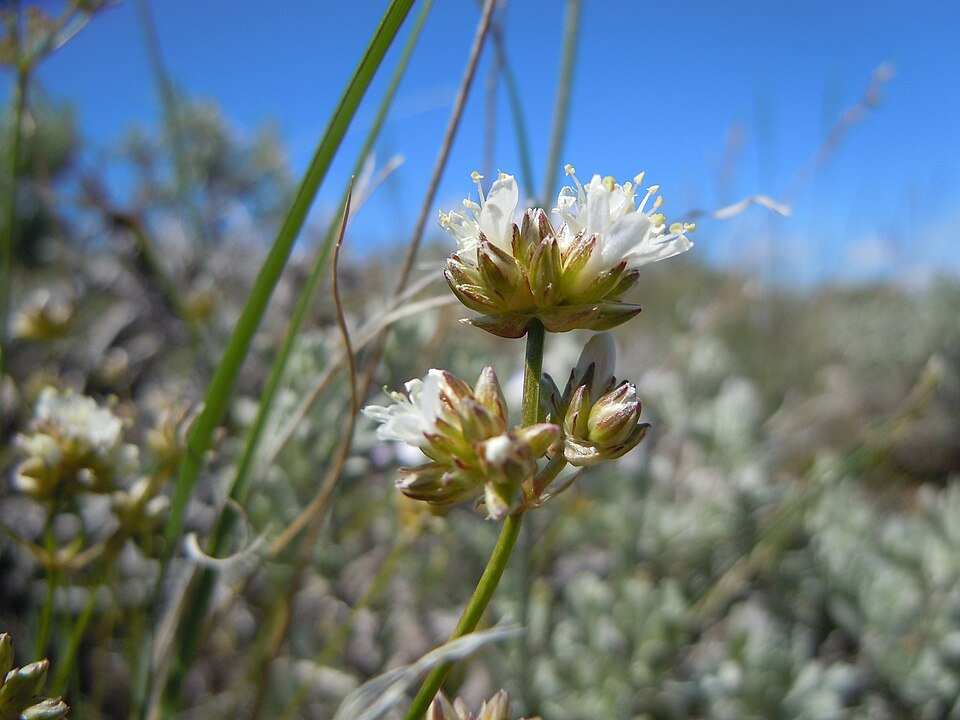 Ballhead Sandwort