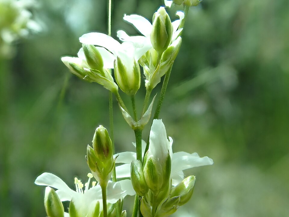 Ballhead Sandwort