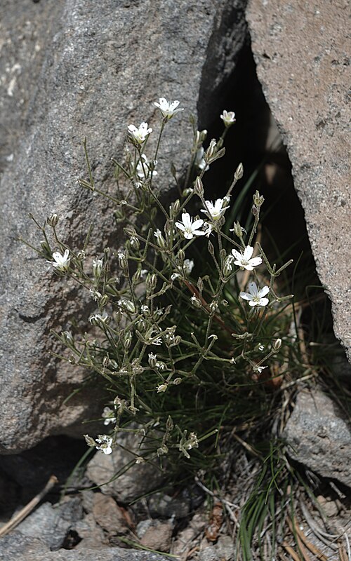 Fendler's Sandwort