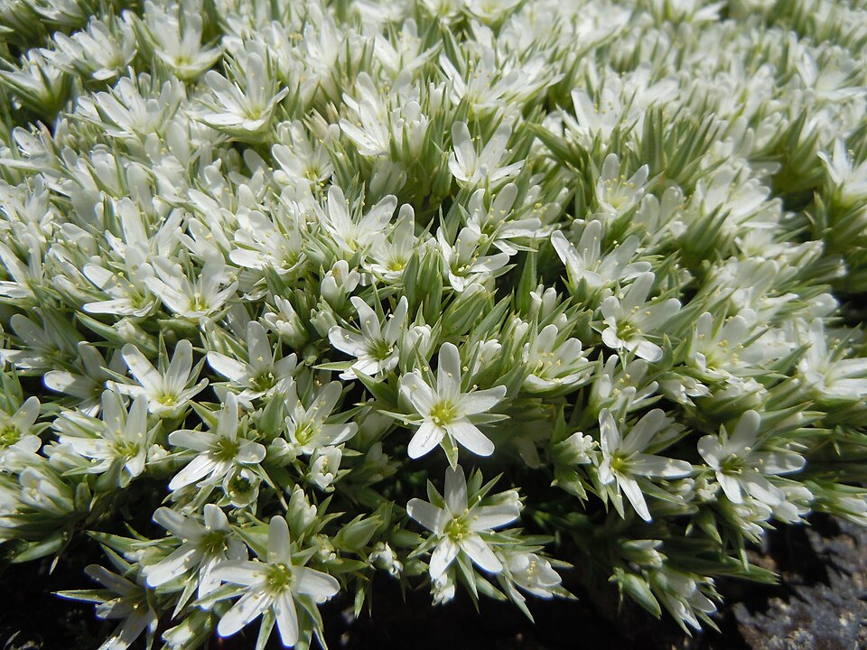 Franklin's Sandwort