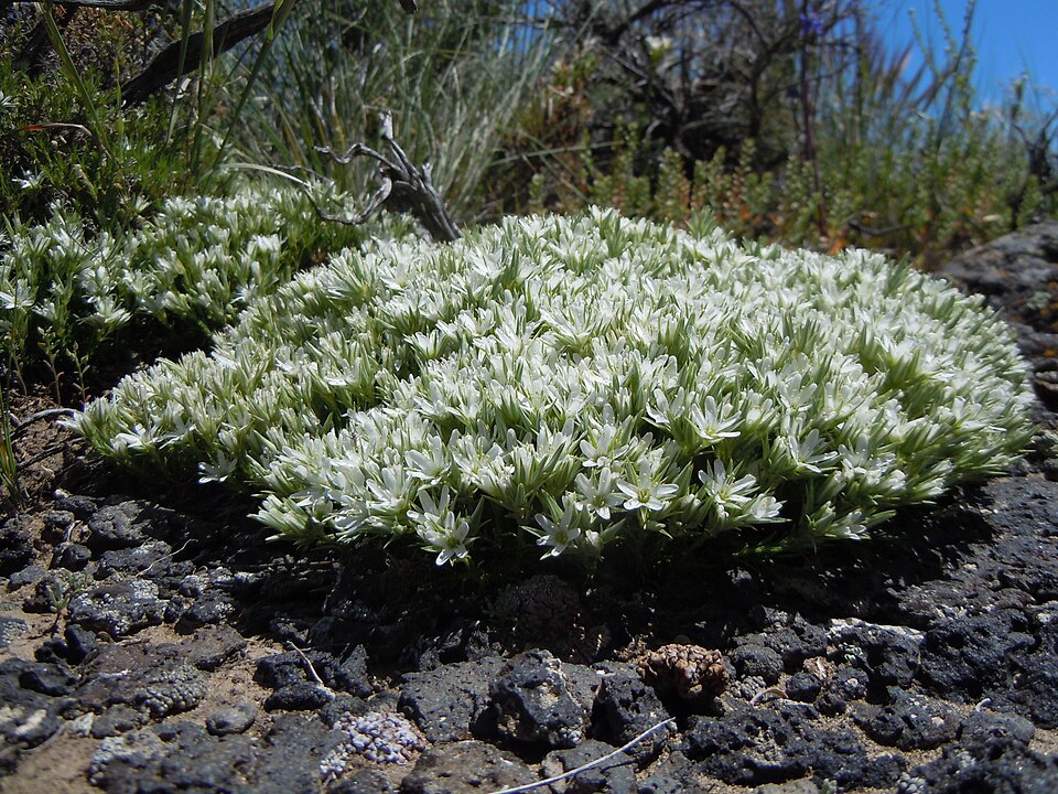 Franklin's Sandwort