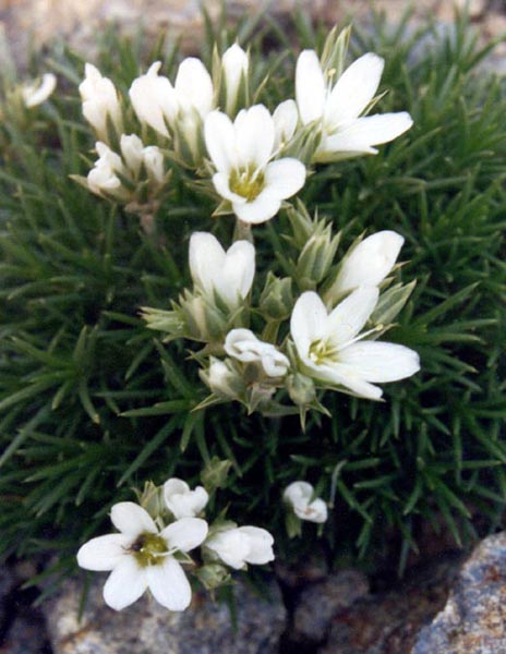 Hooker's Sandwort