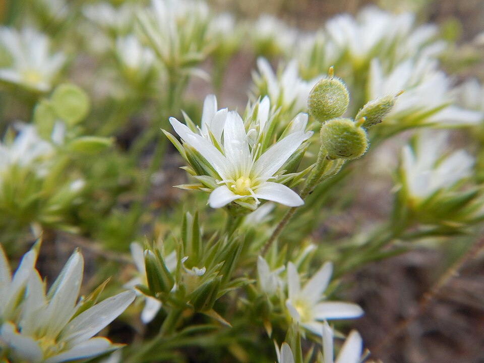 Hooker's Sandwort