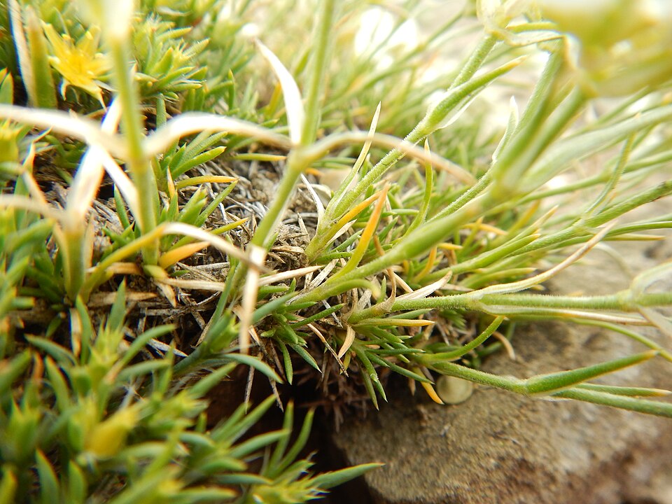 Hooker's Sandwort