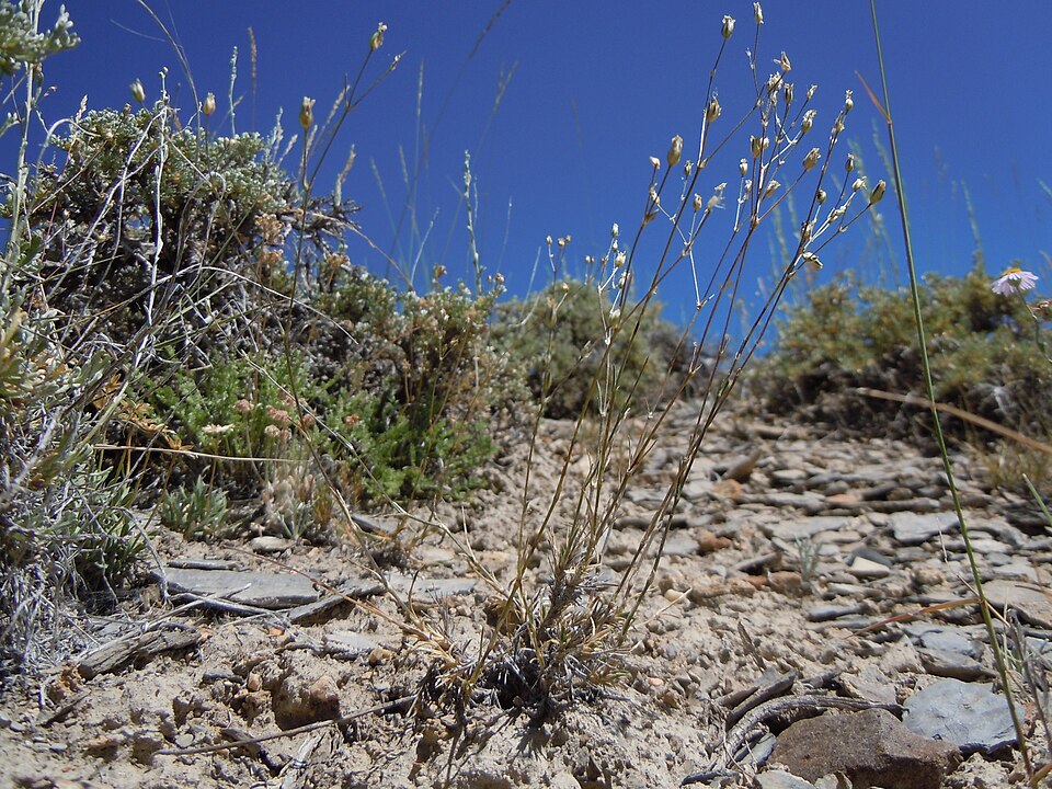 King's Sandwort