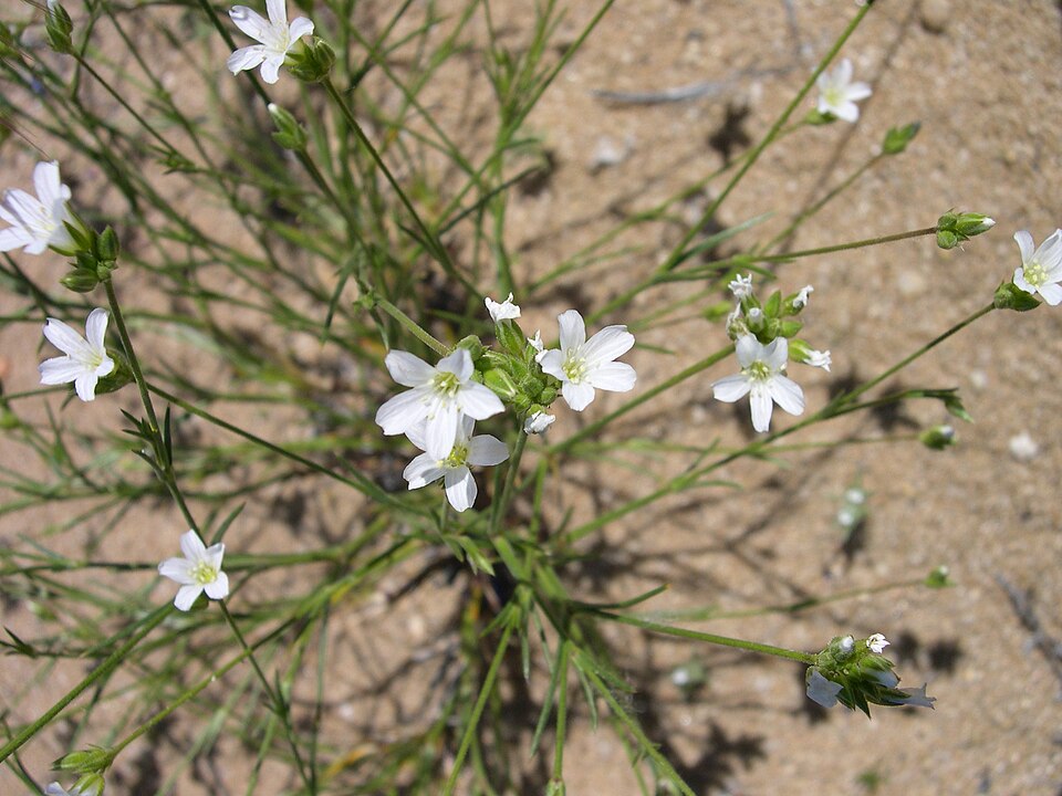 King's Sandwort